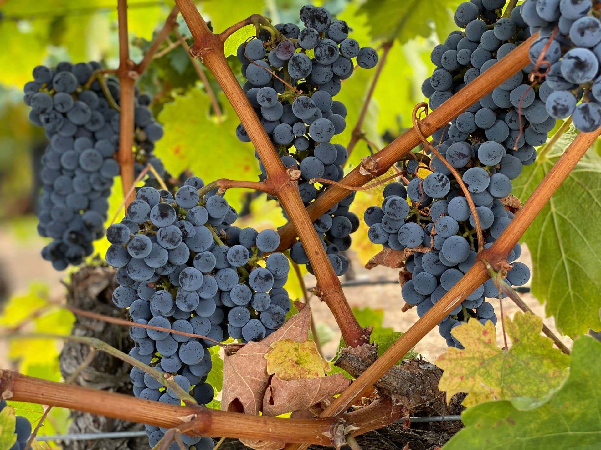 Black Grapes