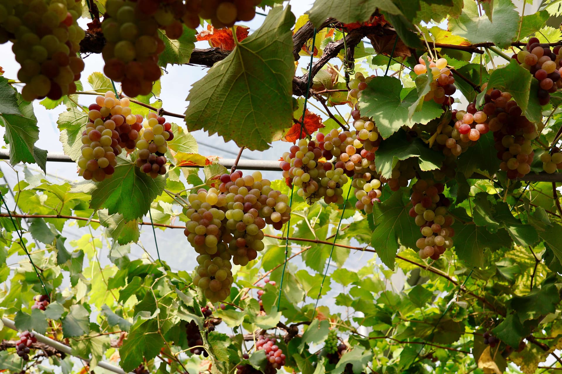 Green Grapes