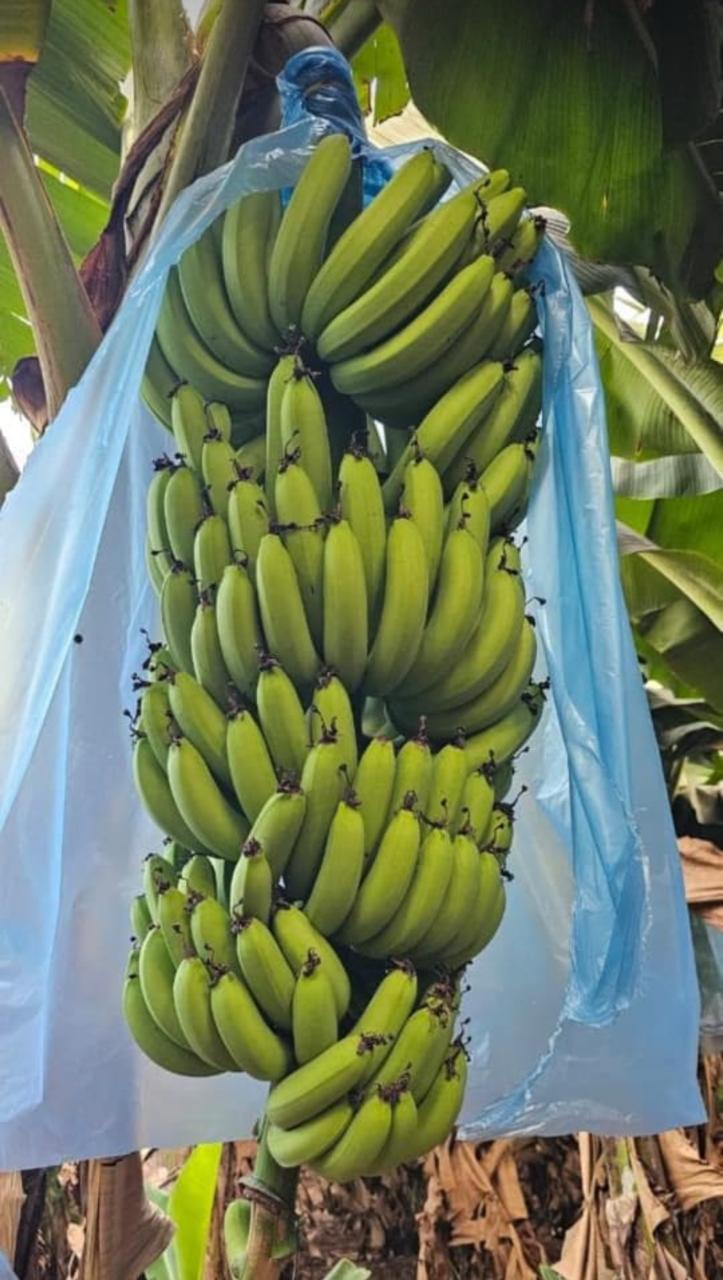 G9 Cavendish Bananas